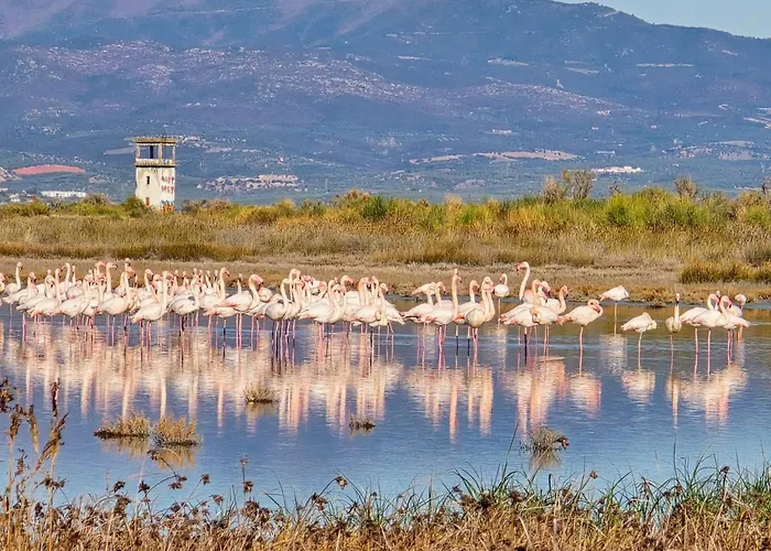Flamingo View Suites & Villas