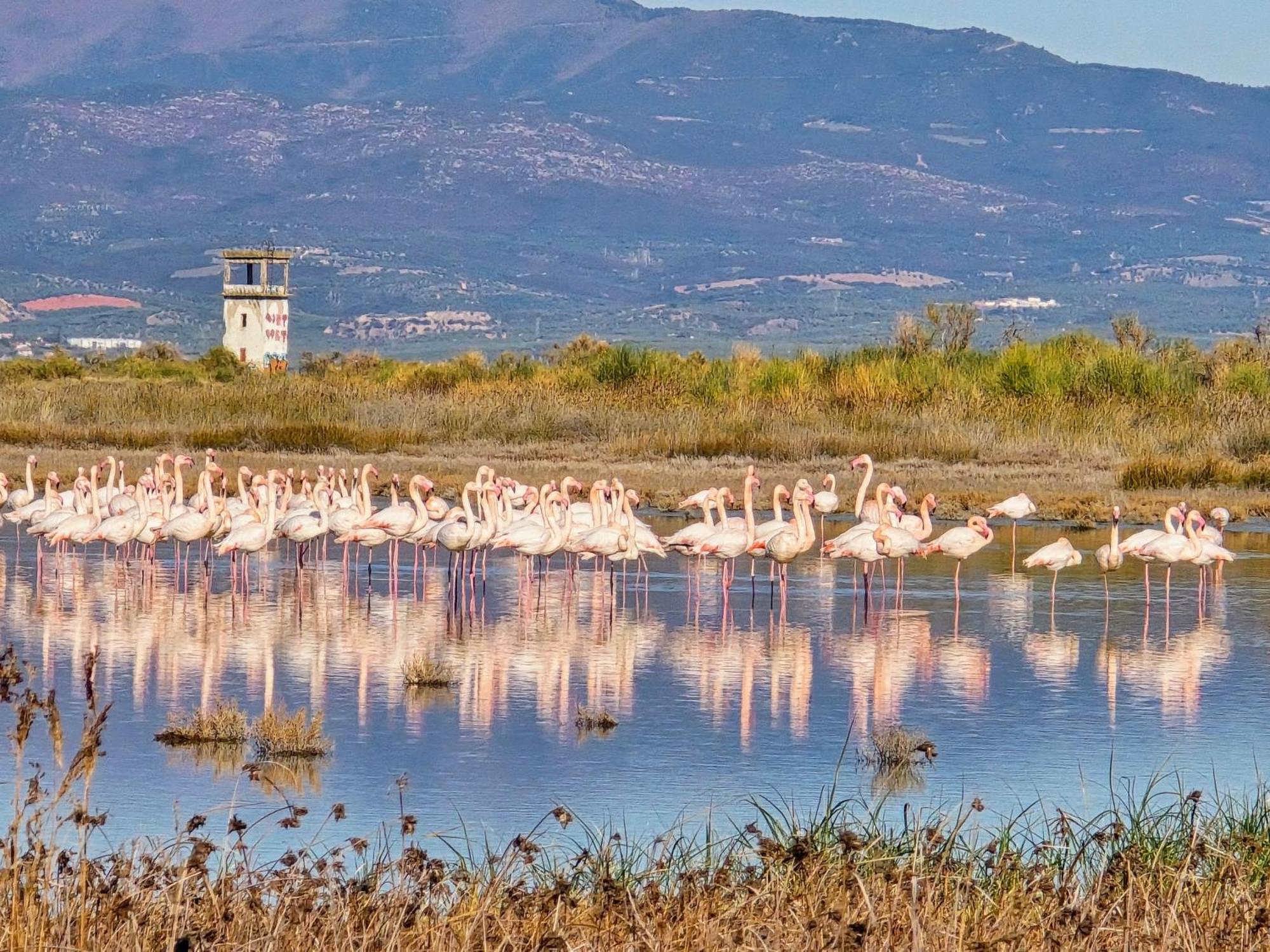 Flamingo View & Ξενοδοχείο με διαμερίσματα