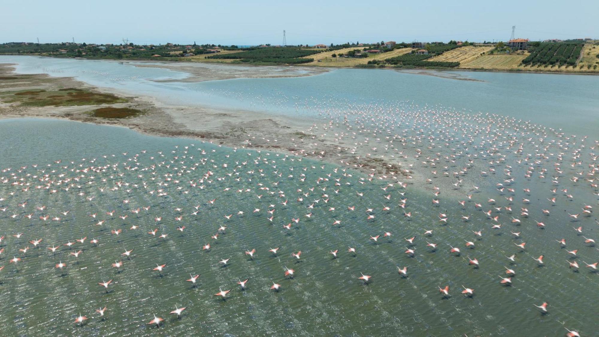 Flamingo View & *