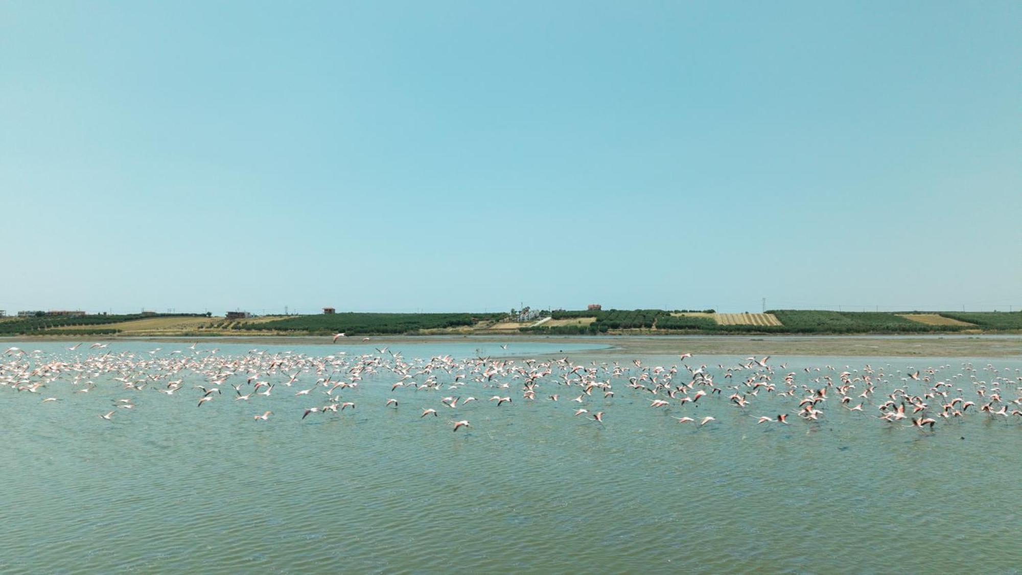 Flamingo View & * Νέα Ποτίδαια