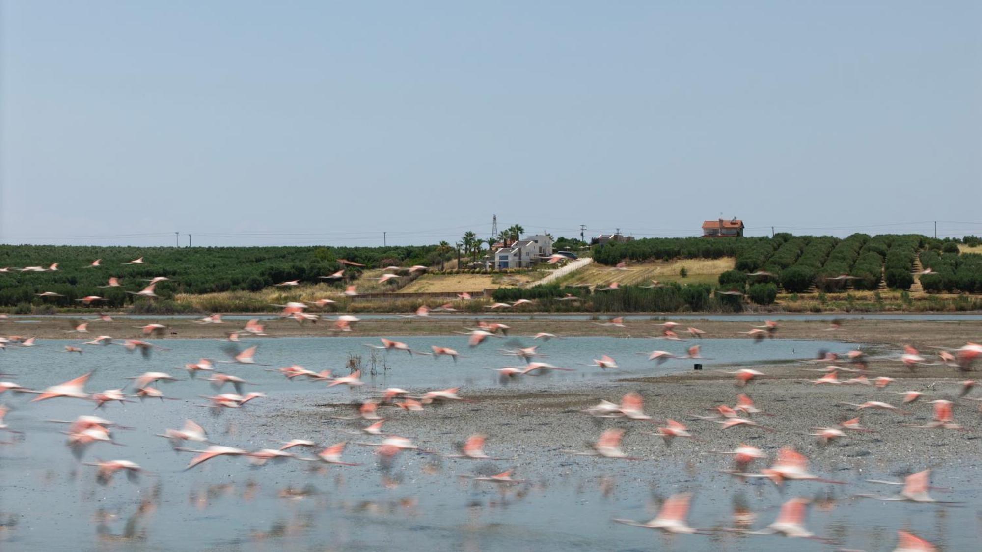 Flamingo View & Νέα Ποτίδαια